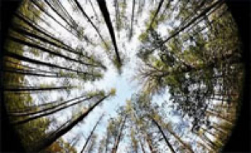 你在森林中迷路了，你会选择以下哪个方向前进？